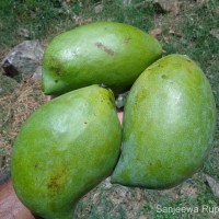 Mangifera indica L.